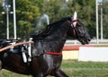 Portrait of a black horse trotter breed in motion on hippodrome. Royalty Free Stock Photo