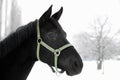 Portrait of a black horse in winter Royalty Free Stock Photo