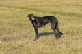 Portrait of Black hortaya borzaya female dog