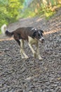 Portrait of a black hunting dog with drop ears. Goes on a rocky road