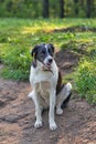 Portrait of black hunting dog with drop ears. Sitting and looking at the camera