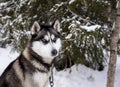 Portrait of black husky dog on a background of winter snow forest