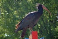 Ibis bird in urban park