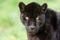 Portrait of a black jaguar in the forest