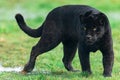 Portrait of a black jaguar in the forest Royalty Free Stock Photo