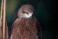 Portrait of a black kite, Milvus migrans, sitting in an aviary Royalty Free Stock Photo