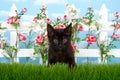 Portrait of black kitten in flower garden Royalty Free Stock Photo