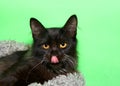 Portrait of a black kitten licking his mouth, tongue sticking out Royalty Free Stock Photo