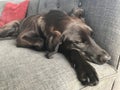 Portrait of a black lab puppy Royalty Free Stock Photo