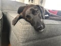 Portrait of a black lab puppy Royalty Free Stock Photo