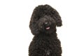 Portrait of a black labradoodle dog looking at the camera isolated on a white background Royalty Free Stock Photo