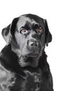 Portrait of a black labrador. Dog breed Labrador retriever isolate Royalty Free Stock Photo