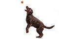 The black Labrador dog playing with ball isolated on white Royalty Free Stock Photo