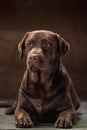 The portrait of a black Labrador dog taken against a dark backdrop. Royalty Free Stock Photo