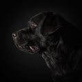 The portrait of a black Labrador dog taken against a dark backdrop. Royalty Free Stock Photo