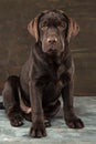 The portrait of a black Labrador dog taken against a dark backdrop. Royalty Free Stock Photo