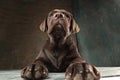 The portrait of a black Labrador dog taken against a dark backdrop. Royalty Free Stock Photo