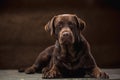 The portrait of a black Labrador dog taken against a dark backdrop. Royalty Free Stock Photo