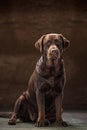 The portrait of a black Labrador dog taken against a dark backdrop. Royalty Free Stock Photo