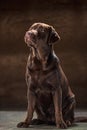 The portrait of a black Labrador dog taken against a dark backdrop. Royalty Free Stock Photo