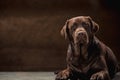 The portrait of a black Labrador dog taken against a dark backdrop. Royalty Free Stock Photo