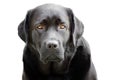 Portrait of a black labrador retriever isolate on a white background. Animal, pet. A big dog Royalty Free Stock Photo