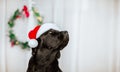 Portrait of black Labrador retriever in Santa`s cap Royalty Free Stock Photo