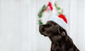 Portrait of black Labrador retriever in Santa`s cap Royalty Free Stock Photo