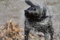 Black Labrador retriever shaking off water Royalty Free Stock Photo