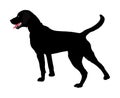 Portrait of black Labrador Retriever vector. Royalty Free Stock Photo