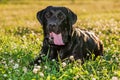 Black Labrador close-up on grass background