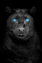 Portrait of a black leopard with blue eye on dark background Royalty Free Stock Photo