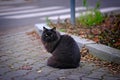 Portrait of black longhair cat sitting on footpath and looking at camera. Royalty Free Stock Photo