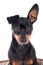 Portrait of a black male German Pinscher dog breed