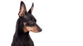 Portrait of a black male German Pinscher dog