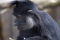 Portrait of a Black Mangabey, Lophocebus aterrimus, observing the surroundings