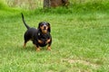 Portrait of a black marbled dachshund on a walk in the park in a clearing covered with green grass in spring or summer