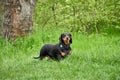 Portrait of a black marbled dachshund on a walk in the park in a clearing covered with green grass in spring or summer