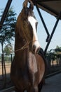 Portrait of black Marwari stallion at stable background. Gujarat, India