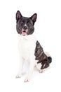 Portrait Of Black Mask Akita Sitting Over White Background