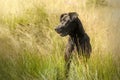 Portrait of a black mix breed dog in a field