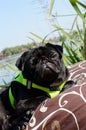 Portrait of a black mops close to the river.