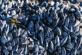 Portrait of black mussels on the rocks