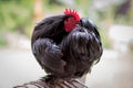 Portrait of black Orpington chicken in garden Royalty Free Stock Photo