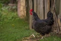 Portrait of the black orpington chicken hen on the grass hen nibbling on the green grass in the garden gallus domesticus bird Royalty Free Stock Photo