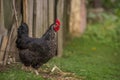 Portrait of the black orpington chicken hen on the grass hen nibbling on the green grass in the garden gallus domesticus bird Royalty Free Stock Photo