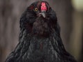 Portrait of a Black Orpington Chicken Royalty Free Stock Photo