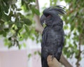 Black Palm cockatoo Probosciger aterrimus Royalty Free Stock Photo