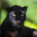 Portrait of black panther in the jungle Royalty Free Stock Photo