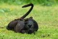 Portrait of black panther in the jungle Royalty Free Stock Photo